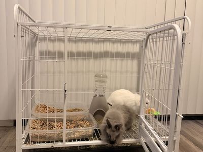 Rabbit supplies