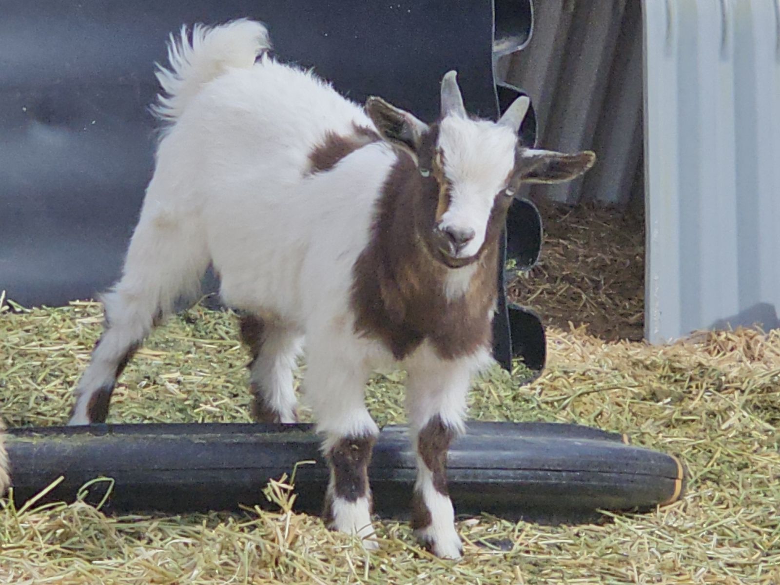 Purebred miniature silky fainting goat bucklings
