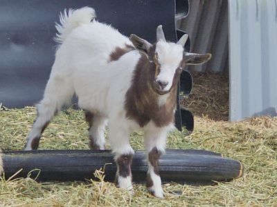 Purebred miniature silky fainting goat bucklings