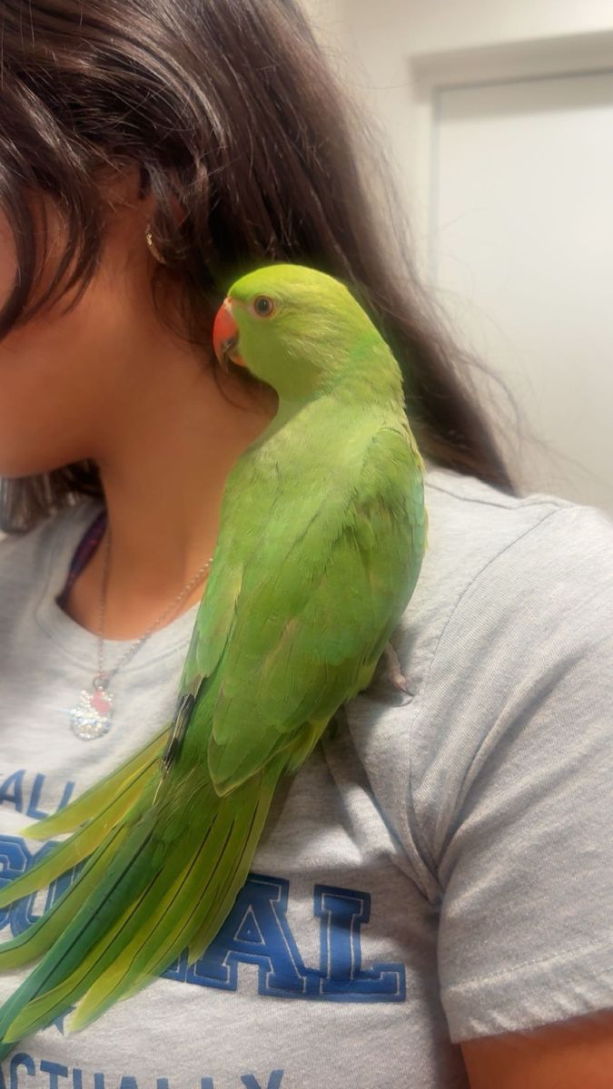 Baby Indian Ringnecks