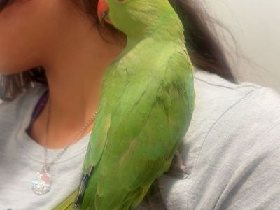 Baby Indian Ringnecks