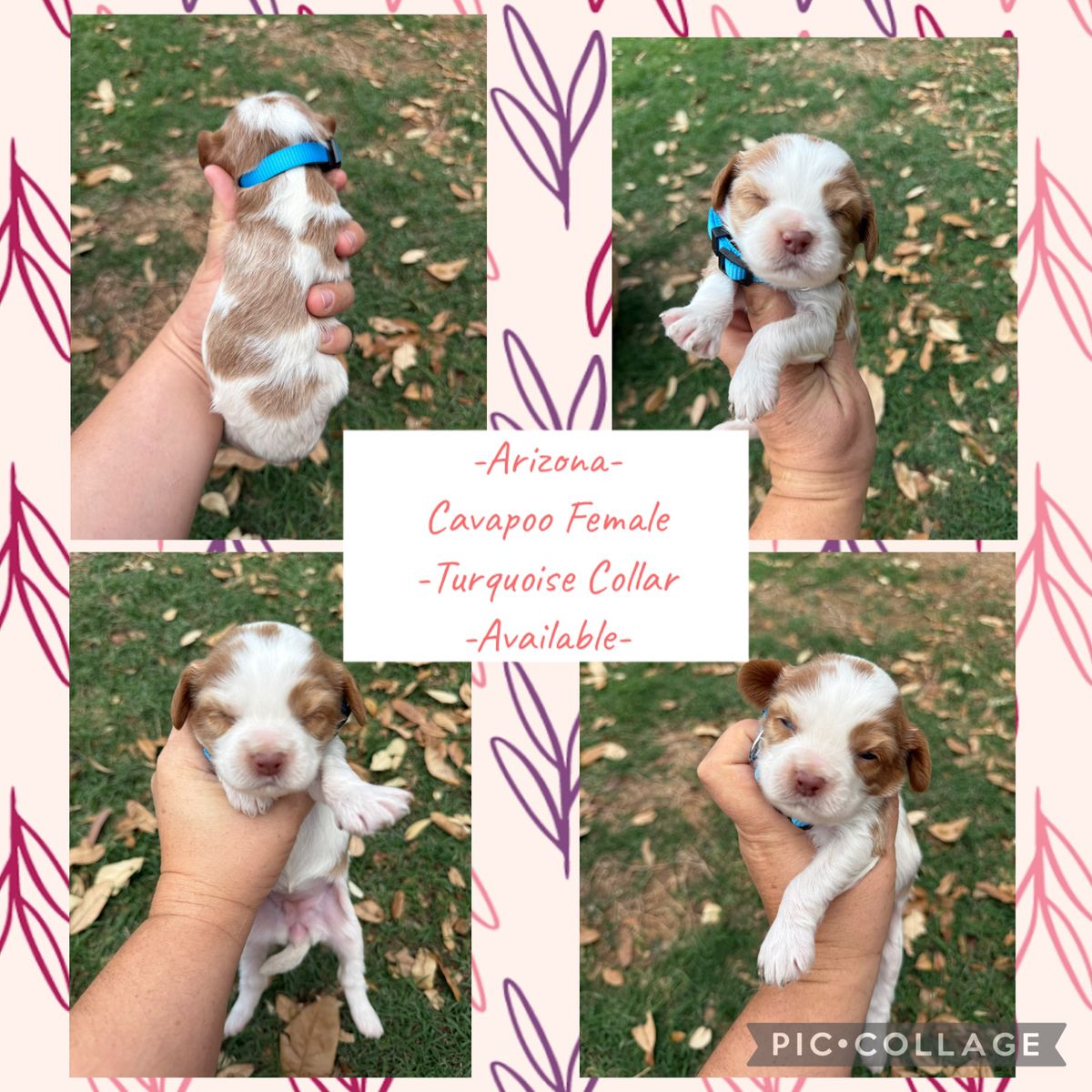 F1 Cavapoo Female & Male Puppies