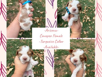 F1 Cavapoo Female & Male Puppies