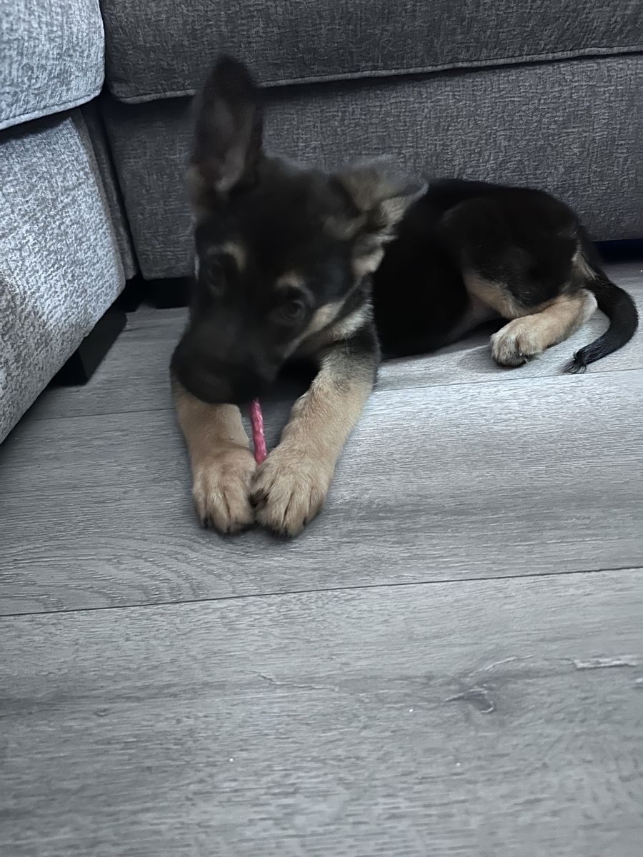 11 week old female German shepherd puppy