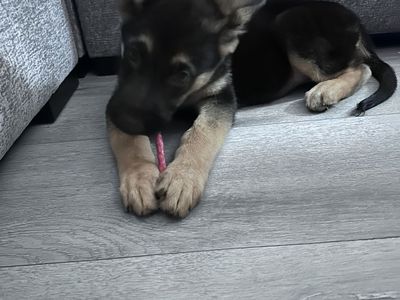 11 week old female German shepherd puppy
