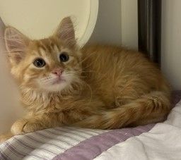 A164981 Colt is Available for Adoption!