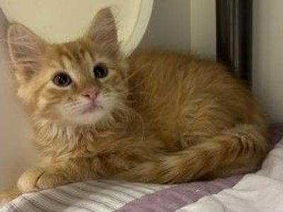 A164981 Colt is Available for Adoption!