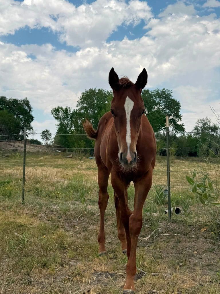 Triple vodka Stud Colt