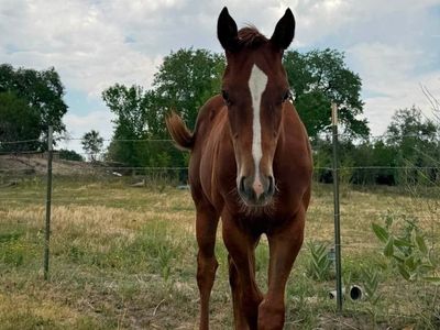 Triple vodka Stud Colt
