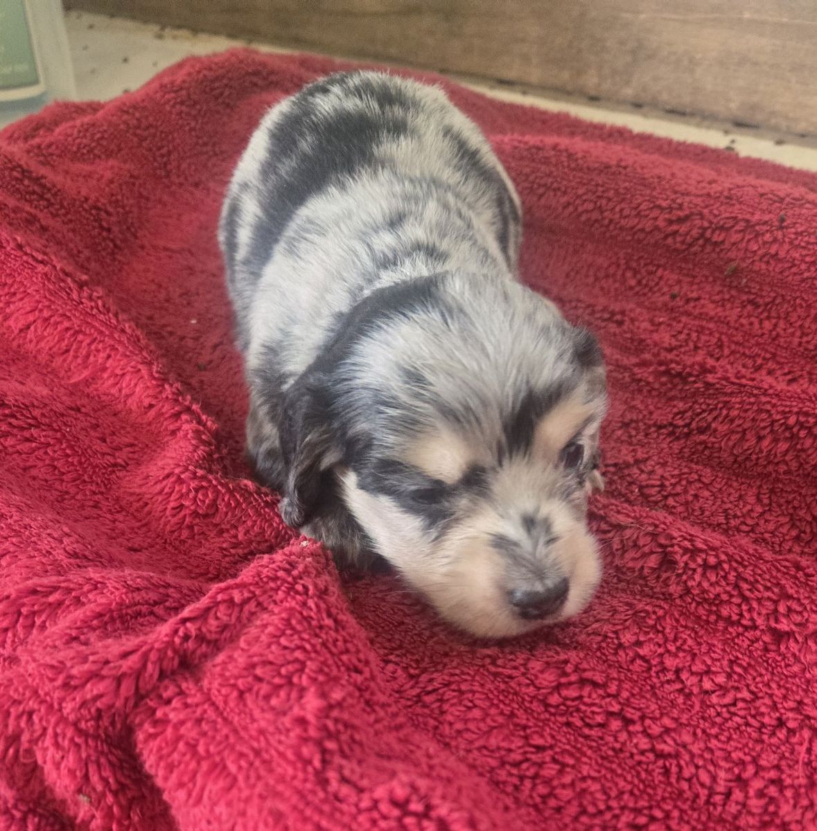 akc Ltd reg mini longhair dachshund puppies