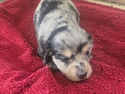 akc Ltd reg mini longhair dachshund puppies