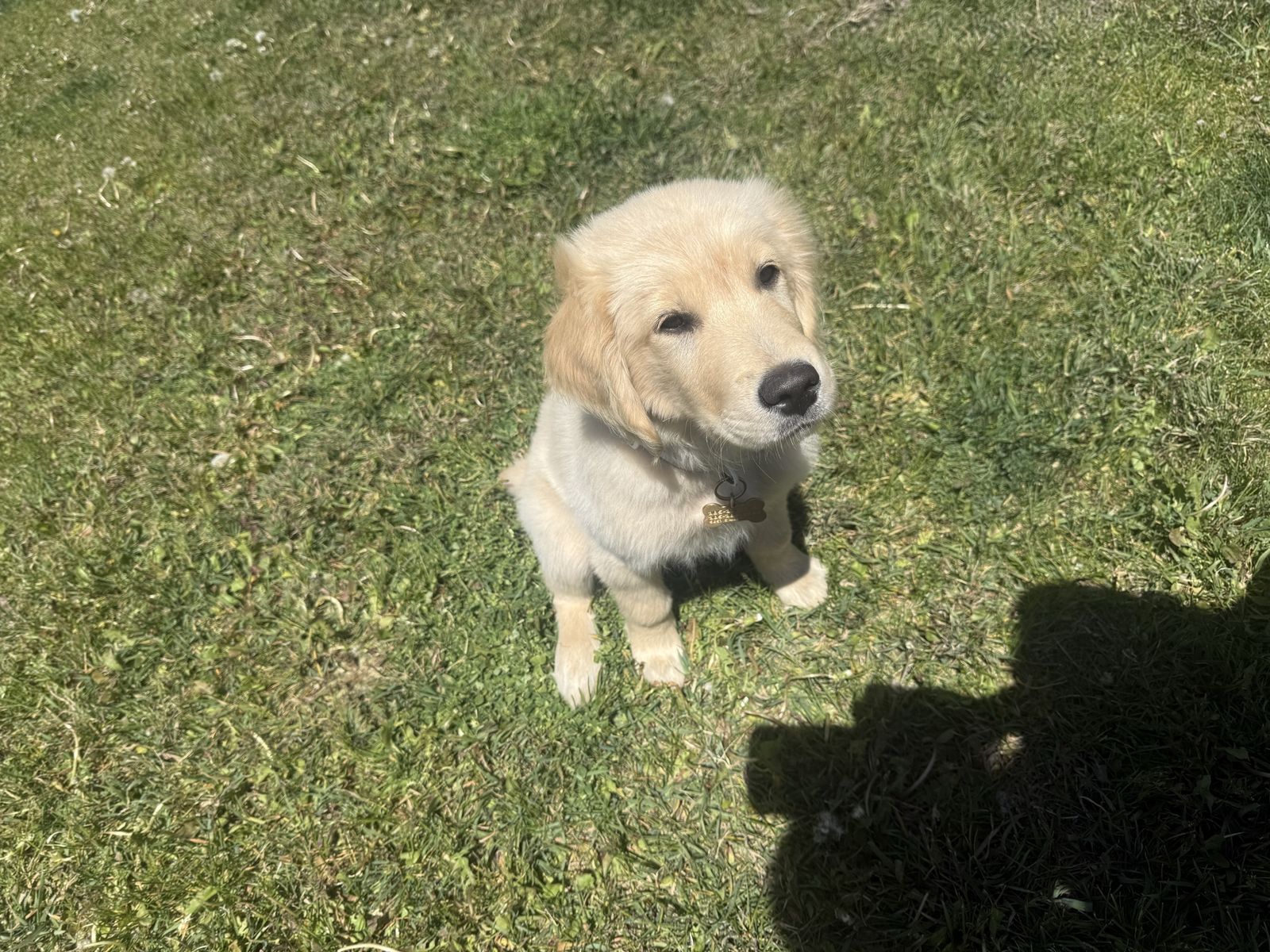 Golden retriever puppy