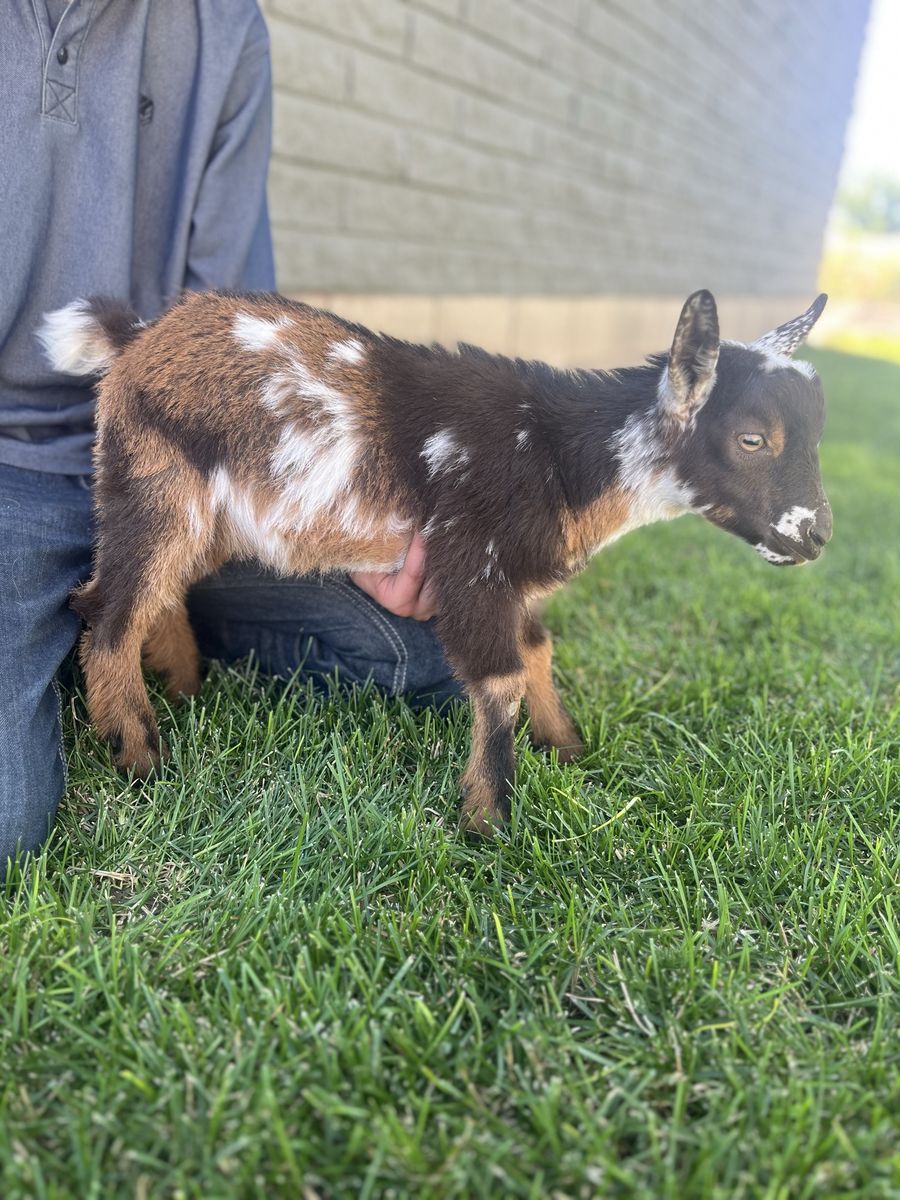 Flashy Nigerian Dwarf Buckling