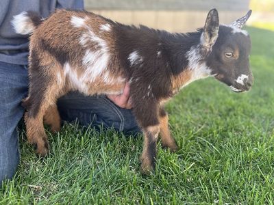 Flashy Nigerian Dwarf Buckling
