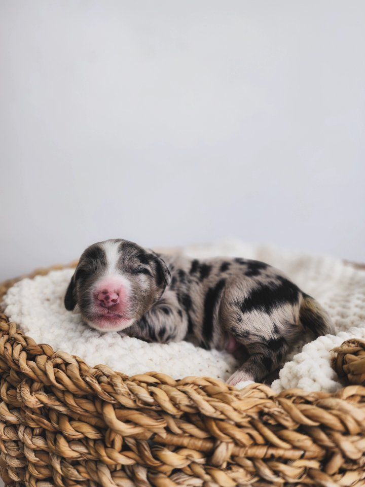Mountain Sheepadoodle Puppies (Sheepadoodle x Bernedoodle)