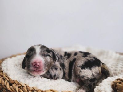 Mountain Sheepadoodle Puppies (Sheepadoodle x Bernedoodle)
