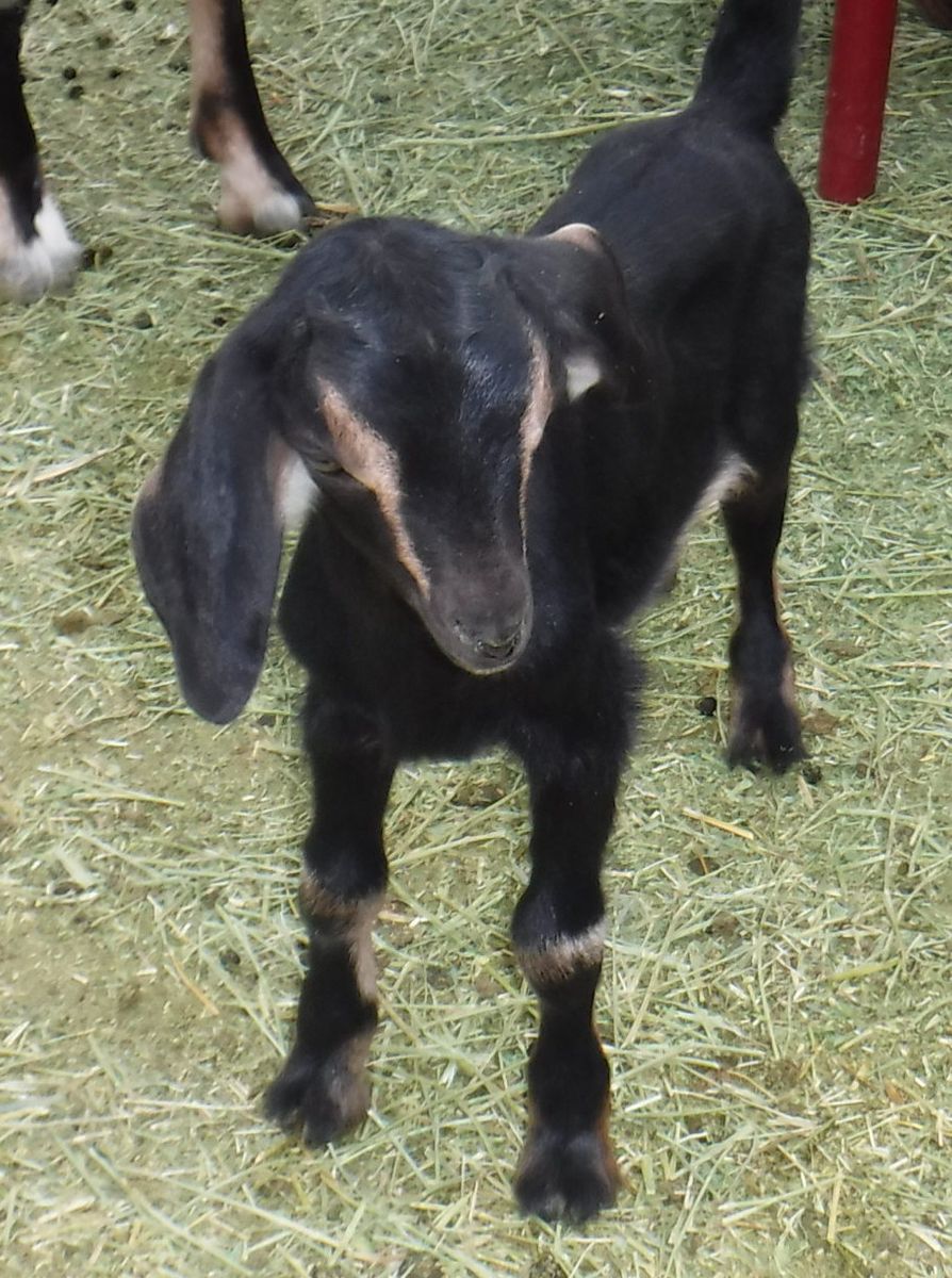 Nubian / Alpine buckling bottle baby goat $80 OBO