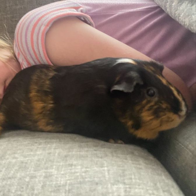 Female Guinea Pig Brownie
