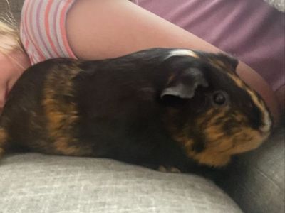 Female Guinea Pig Brownie