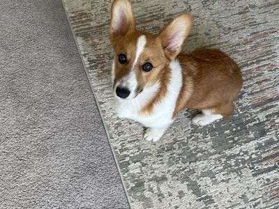 Adorable 5 month old female purebred Corgi