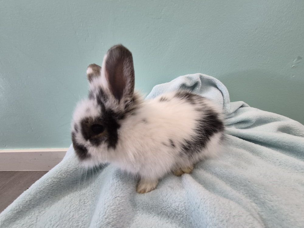 Baby Bunnies