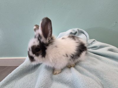 Baby Bunnies