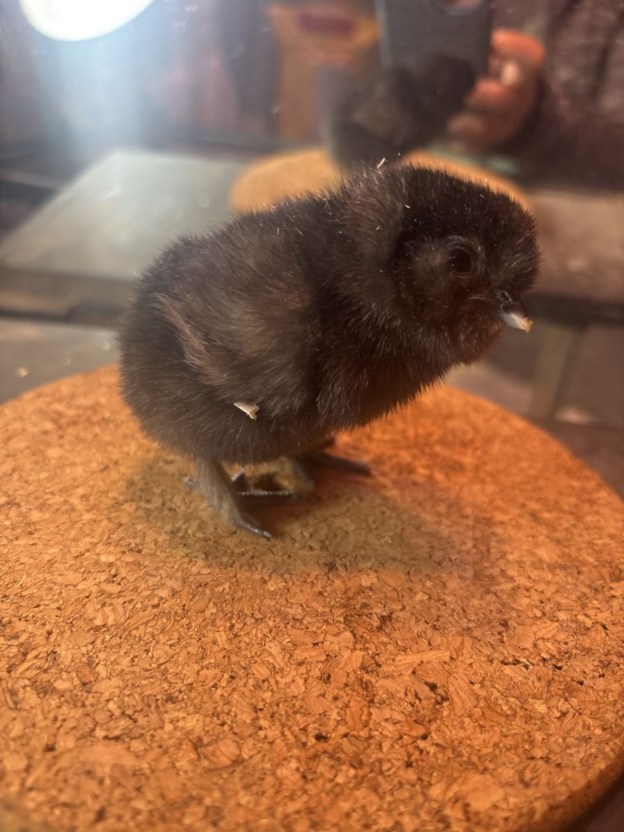 New Baby Chicks for sale!
