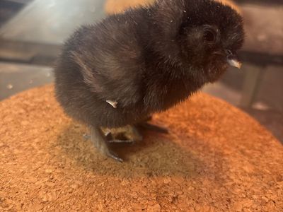 New Baby Chicks for sale!