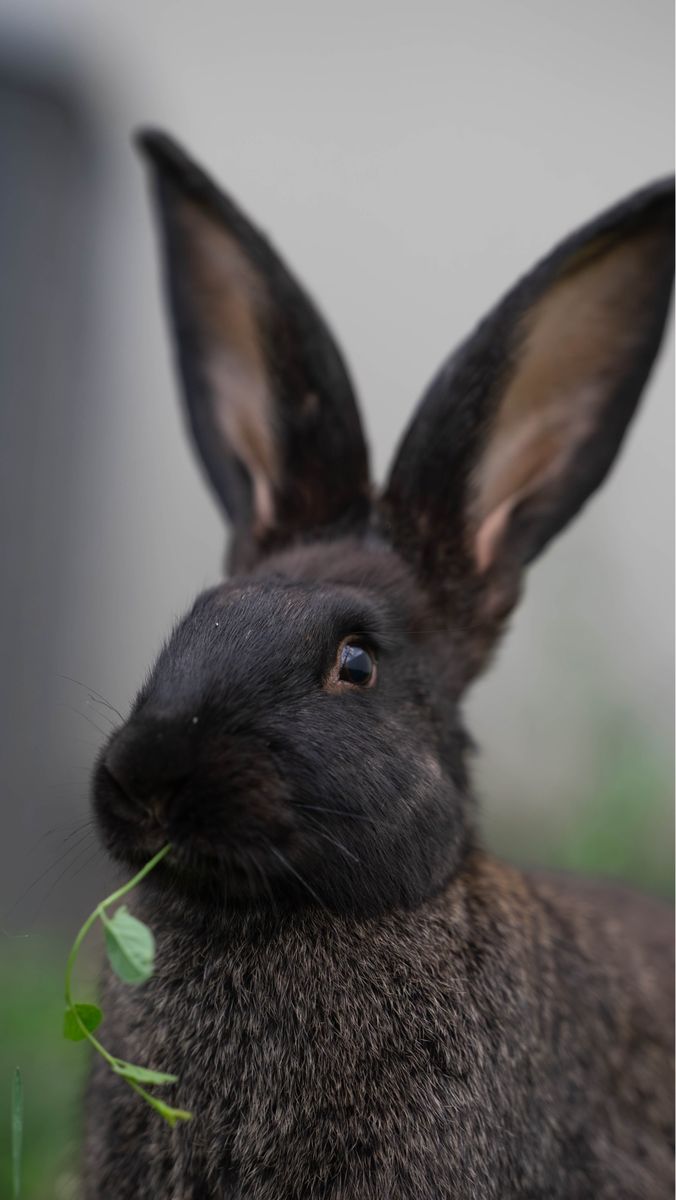 Pet Rabbit - Flemish giants! 