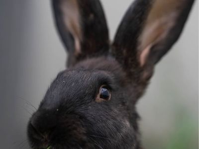 Pet Rabbit - Flemish giants!