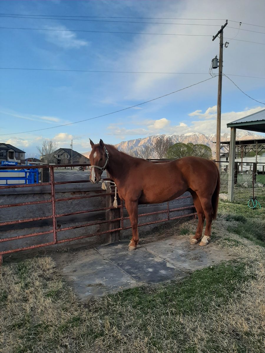 Head horse for sale
