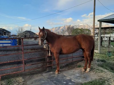Head horse for sale