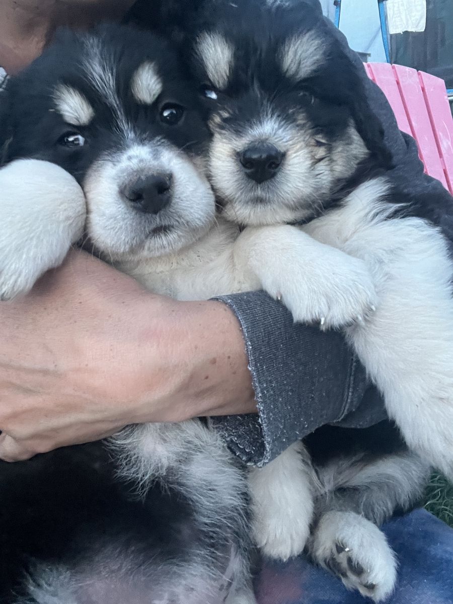 Griffin Wirehair, Pyrenees, Australian Shepard