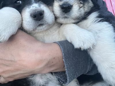 Griffin Wirehair, Pyrenees, Australian Shepard