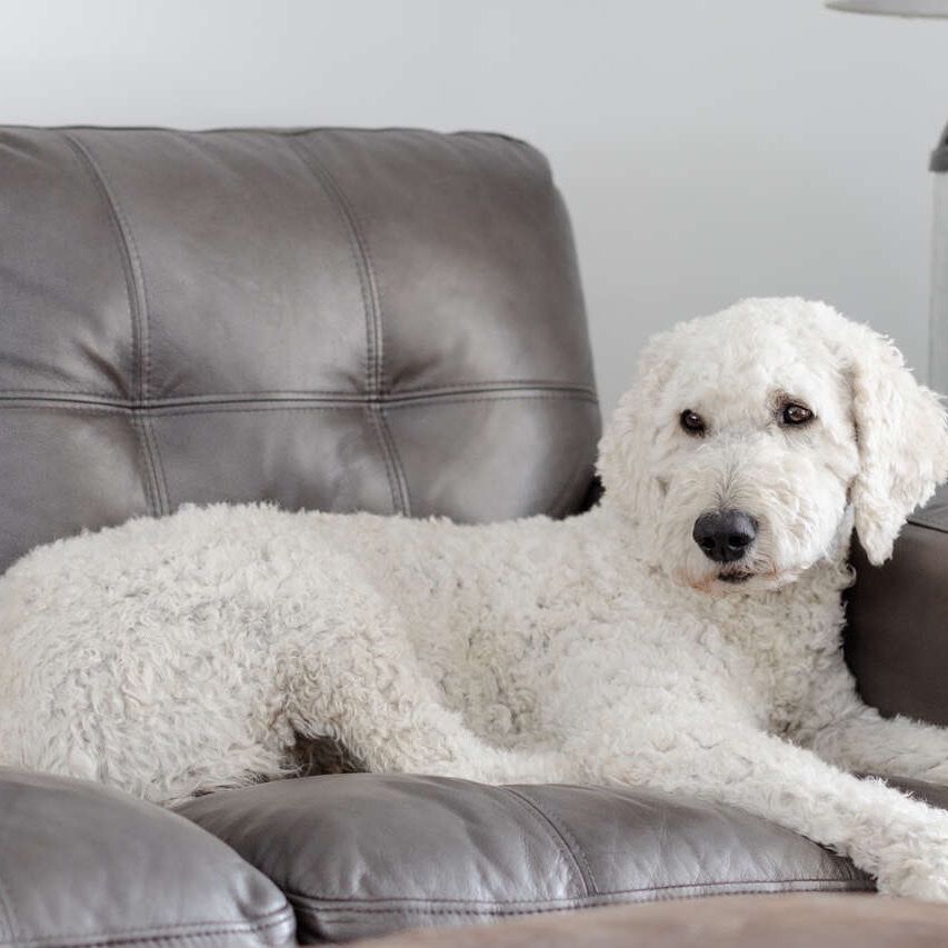 AKC Standard Poodle For Stud