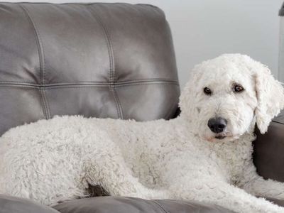 AKC Standard Poodle For Stud