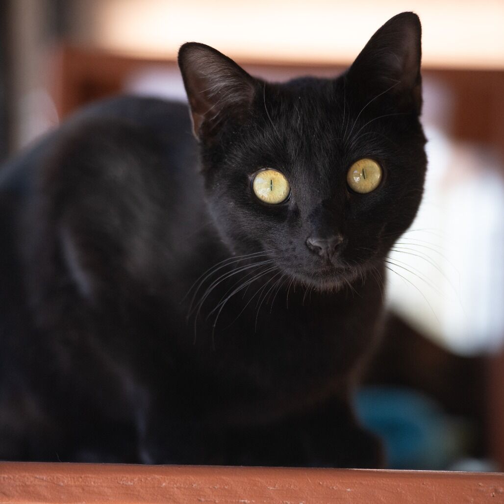 Hello my name is Geno