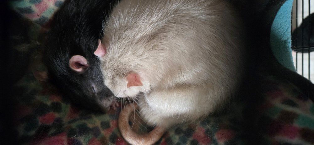 2 Adult Male Fancy Rats