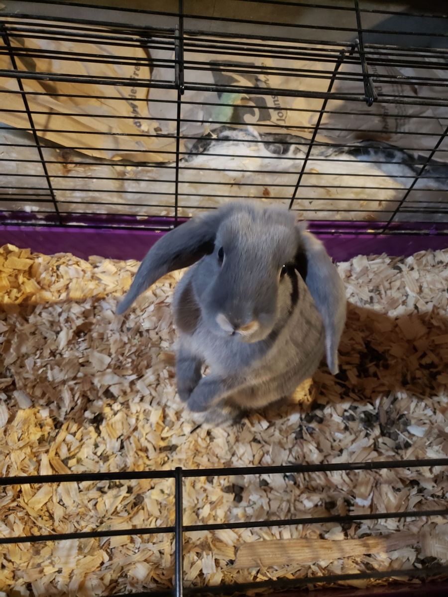 Rabbits