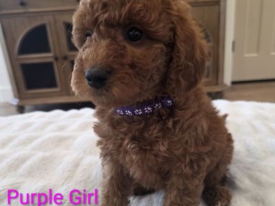 Mini Golden Doodle Puppies