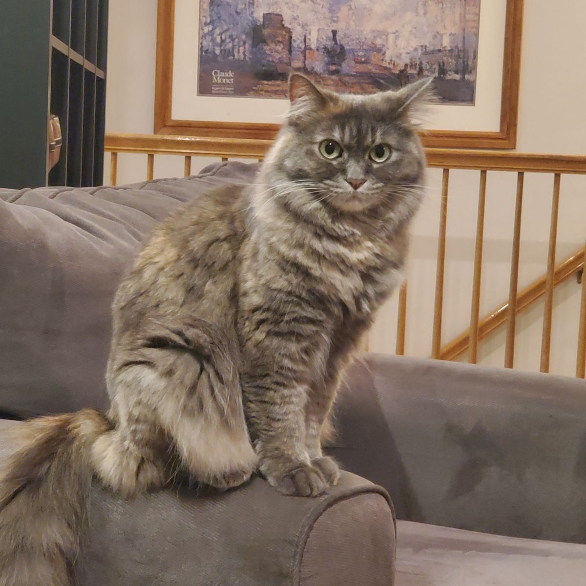 Cat Whisperer Wanted