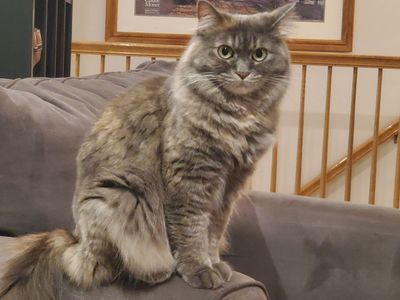 Cat Whisperer Wanted