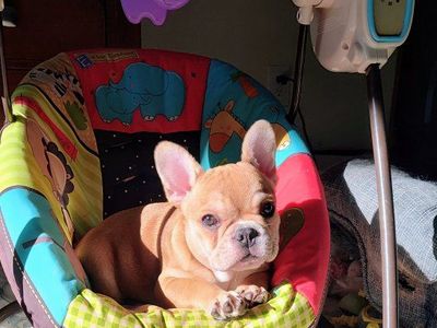 urjilio female French bulldog