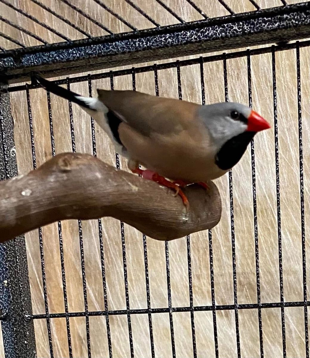 Shaft tail finches