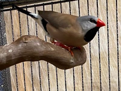 Shaft tail finches