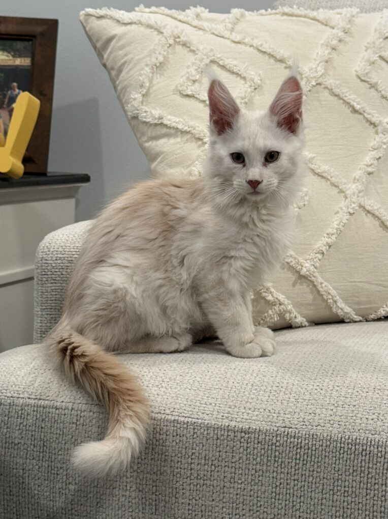 Mainecoon kittens