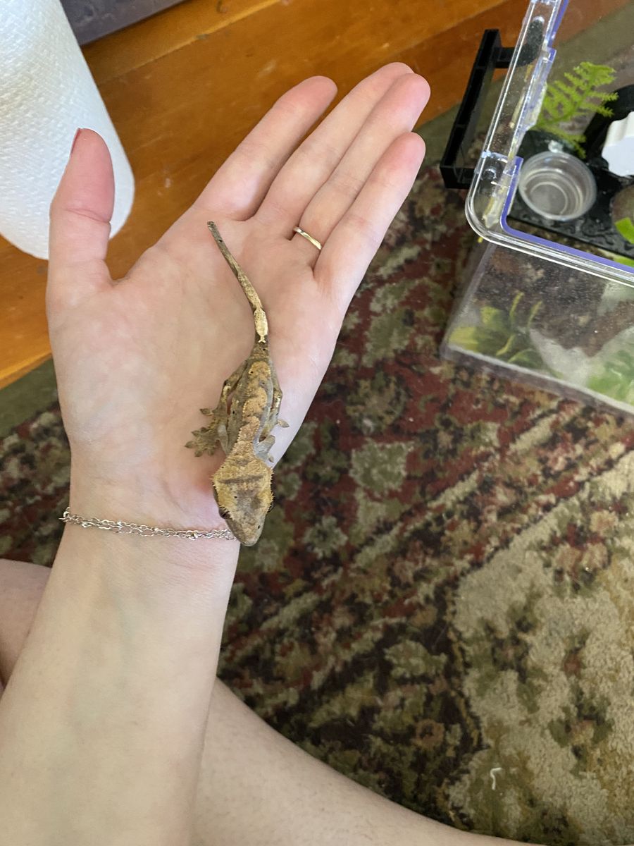 Baby Crested Gecko