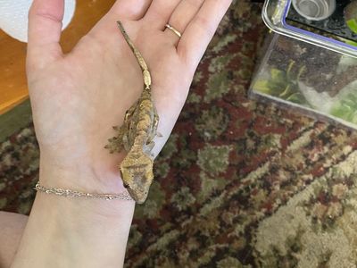 Baby Crested Gecko