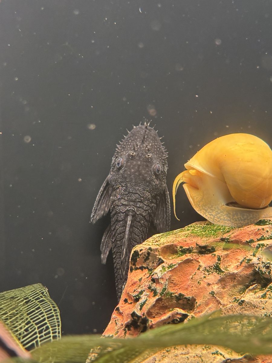 Black Bristlenose Pleco