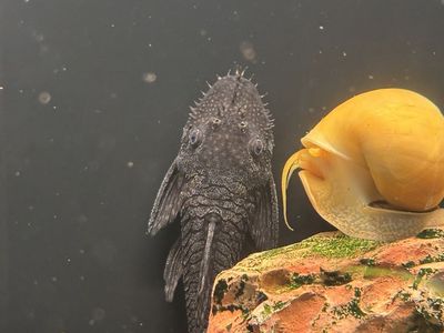 Black Bristlenose Pleco